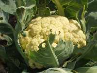 �J���t�����[�̉�