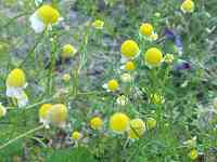 �J���~�[��