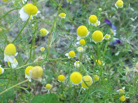 �J���~�[��