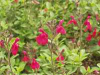 �`�F���[�Z�[�W