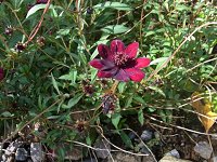 �`���R���[�g�R�X���X