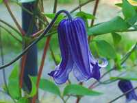 �N���}�`�X�E���[�O�`