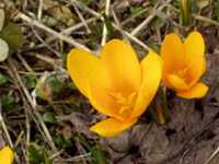 �N���b�J�X