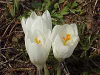 �N���b�J�X