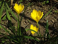 �N���b�J�X