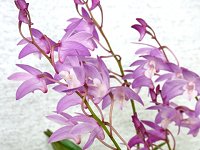 �f���h���r�E��