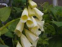 �W�M�^���X