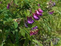 �G�r���t�W