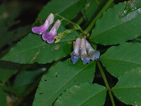 �G�r���t�W