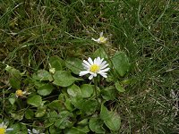 �C���O���b�V���f�[�W�[