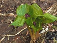 �G�����C�\�E