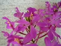 �G�s�f���h����