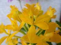 �G�s�f���h����