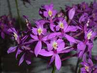 �G�s�f���h����