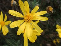 �����I�v�X�E�f�[�W�[