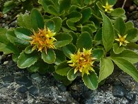 �ڈ��i�ّ�