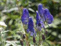 �G�]�g���J�u�g