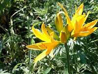 �G�]�[���e�C�J