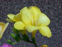 �t���[�W�A