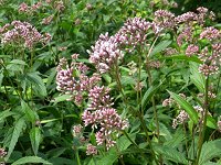 �t�W�o�J�}