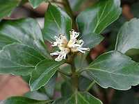 �t�b�L�\�E