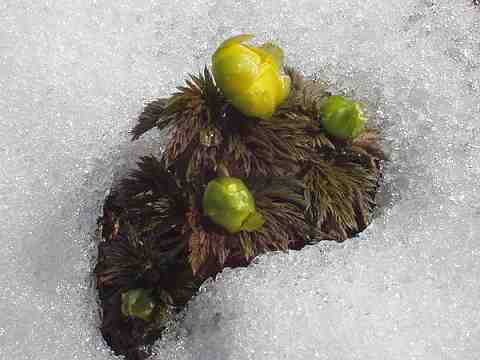 ��̊Ԃ������o�����t�N�W���\�E