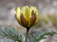 �t�N�W���\�E