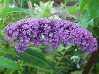 �t�T�t�W�E�c�M