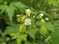 �t�E�Z���J�Y��