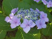 �K�N�A�W�T�C