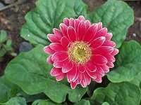 �A�t���J��{��