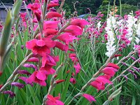 �O���W�I���X