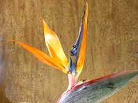 �S�N���N�`���E�J