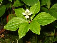 �S�[���^�`�o�i