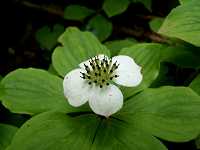 �S�[���^�`�o�i