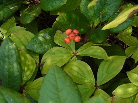 �S�[���^�`�o�i