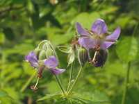 �O���i�C�t�E��