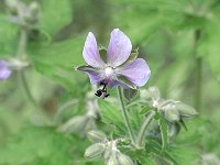 �O���i�C�t�E��