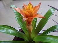 �O�Y�}�j�A