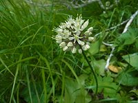 �M���E�W���j���j�N