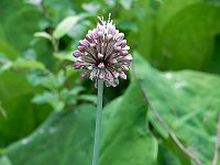 �M���E�W���j���j�N