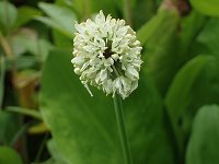 �M���E�W���j���j�N