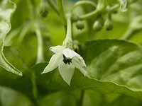 �n�o�l���̉�