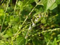 �n�G�h�N�\�E