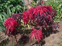 �n�Q�C�g�E