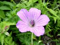 �n�N�T���t�E��