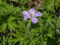 �n�N�T���t�E��