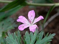 �n�N�T���t�E��