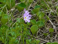 �n�N�T���R�U�N��