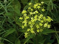 �n�N�T���I�~�i�G�V